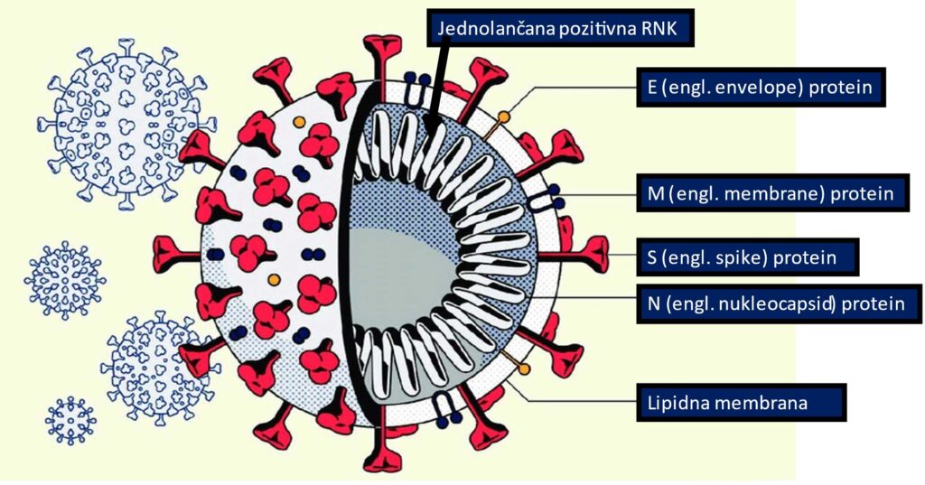 Fiziologija nosa i SARS-CoV-2