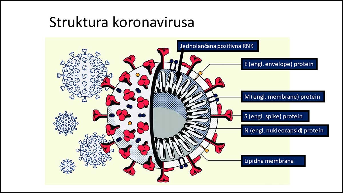 Struktura korona virusa